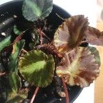 Begonia cleopatrae Leaf