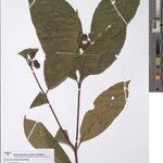Psorospermum staudtii Other