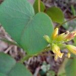 Oxalis cordata