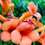 Campsis grandiflora 花