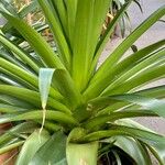 Guzmania plumieri Feuille