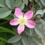 Rosa glauca फूल