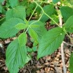 Rubus argutus Blatt