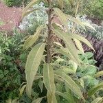 Quercus myrsinifolia Blatt