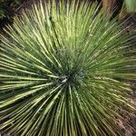 Yucca harrimaniae Fulla