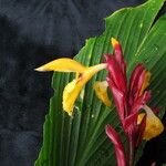 Cautleya spicata Costuma