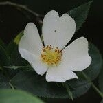 Rosa caesia Flower