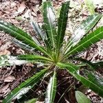 Ptilostemon casabonae Leaf