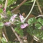 Filago pygmaea Цветок