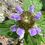 Prunella vulgarisFlower