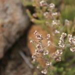 Erica galioides Flor