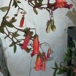 Bryophyllum manginii Fiore