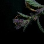 Strobilanthes tomentosa Leaf
