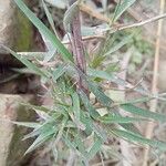 Digitaria violascens Leaf