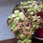 Aeonium leucoblepharum Feuille