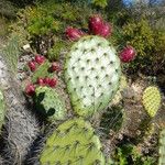 Opuntia oricola Hàbitat