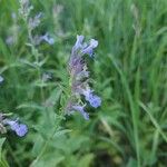 Nepeta grandiflora Flor