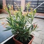 Nerium oleander Кветка