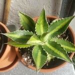 Agave lophantha Листок