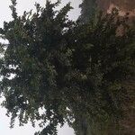 Aegle marmelos Hábito