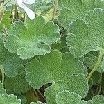 Geranium renardii Leaf