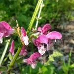 Salvia hierosolymitana 花