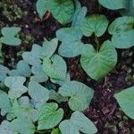 Ipomoea nil ᱥᱟᱠᱟᱢ