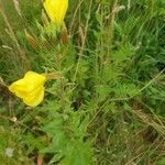 Oenothera glaziovianaFlower