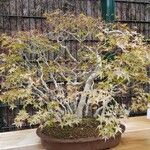 Acer palmatum Habitus