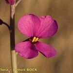 Moricandia moricandioides Flower