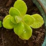 Coleus hadiensis Leaf