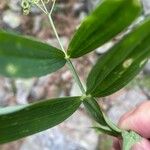 Lathyrus heterophyllus Leaf