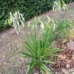 Agapanthus africanusLeaf