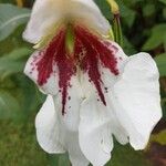 Impatiens tinctoriaBleunienn