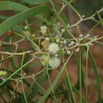 Acacia koaia Floare