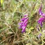 Vicia monantha Λουλούδι