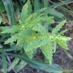 Dysphania ambrosioides Leaf