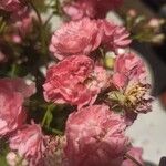 Rosa gallica Kvet