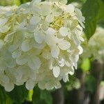 Hydrangea paniculataFlower