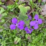 Orychophragmus violaceus Flower