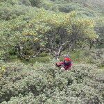 Rhododendron anthopogon Arall