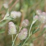 Trifolium arvense Mosusu