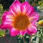 Dahlia tenuicaulis Blomst