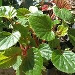 Begonia hirtella Blad