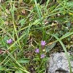 Gentianella amarella Flower