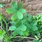 Oxalis pes-capraeপাতা