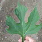 Tithonia diversifoliaLeaf