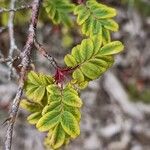 Rosa omeiensis Leaf