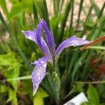 Iris lactea Цветок