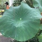 Nelumbo nucifera Blatt